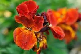 Goldlack Flower Seeds for Planting - NON GMO Seeds Dhara Seeds