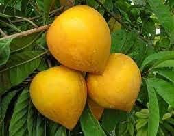 Campechiana Fruit Seeds for Growing Rare and Delicious Tropical Fruits