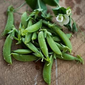 Sugar Ann Snap Pea Seeds for Planting heirloom & Non-GMO Seeds