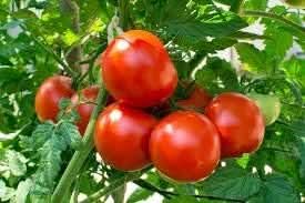 Giant Tomato Seeds for Planting, Red