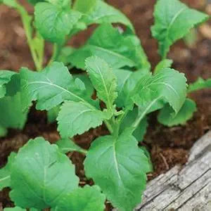 Wasabi Wasabia Japonica Herb Seeds for Planting – Unique Culinary Herb for Kitchen Garden and Specialty Use