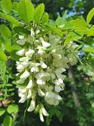 Robinia Plant Seeds for Planting - 100 seeds for planting in home garden