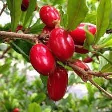 Miracle fruit flavor-changing seeds