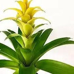 Yellow Bromeliad Tillandsia Plant Seeds for Planting-Heirloom & Non-GMO Seeds for planting Dhara Seeds