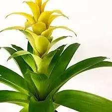 Yellow Bromeliad Tillandsia Plant Seeds for Planting-Heirloom & Non-GMO Seeds for planting Dhara Seeds