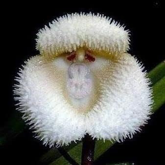 White Monkey Face Orchid Plant Seeds for Planting - Heirloom and Garden Seeds for Home, GMO Free for planting in your garden.