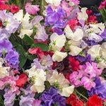 Odoratus Flower Seeds for Planting - NON GMO Seeds seeds for planting in home garden