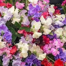 Odoratus Flower Seeds for Planting - NON GMO Seeds seeds for planting in home garden