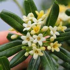 Pittosporum Tobira Flower Seeds for Planting – Fresh, Organic, Heirloom, Non-GMO Shrub Seeds for planting in your garden.