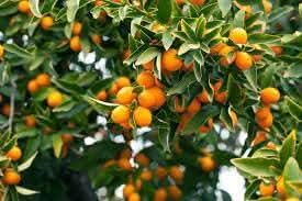 Kumquat fruit seeds for cultivation