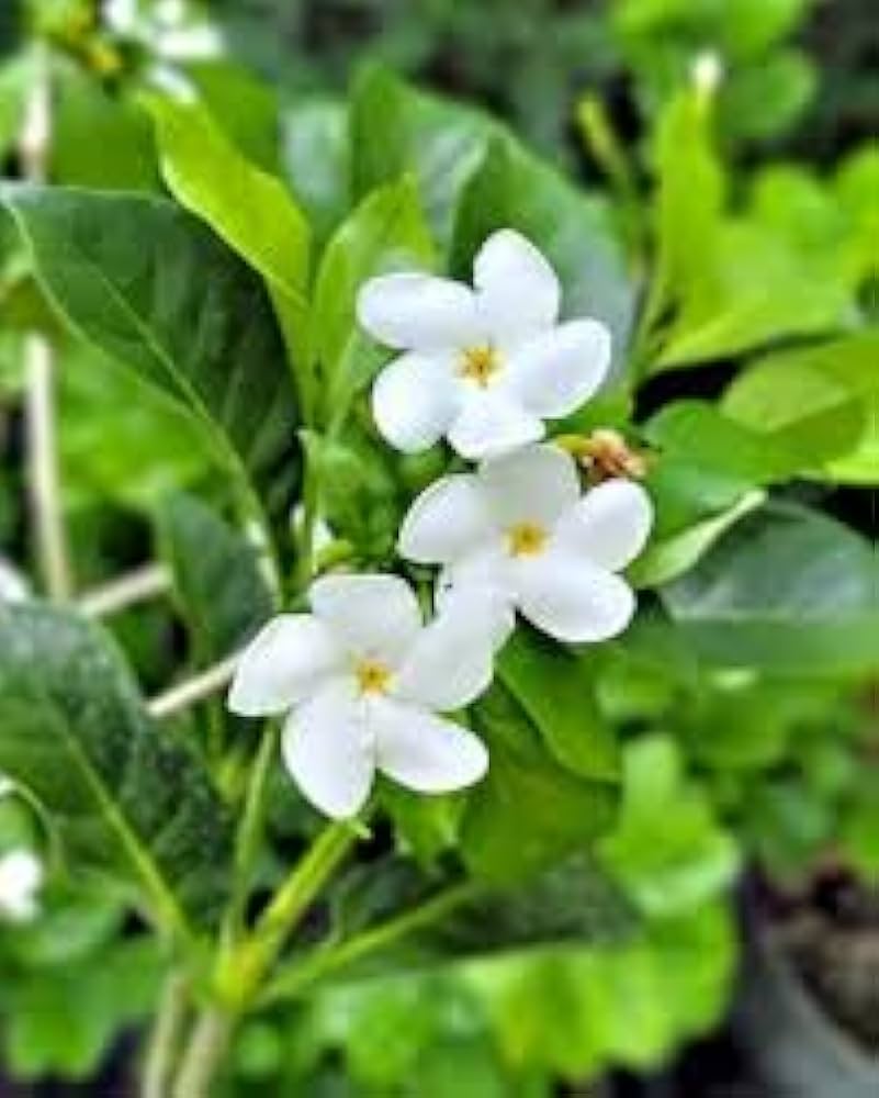 Crape Jasmine Flower Seeds for Planting