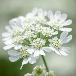 Orlaya Flower Seeds for Planting - 100 seeds for planting in home garden