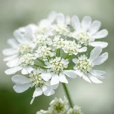 Orlaya Flower Seeds for Planting - 100 seeds for planting in home garden