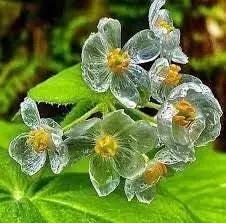 Skeleton Flower Seeds for Garden Planting - NON GMO Seeds Dhara Seeds