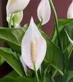 high-germination-peace-lily-non-gmo-seeds

