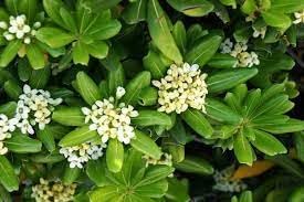 Pittosporum Tobira Flower Seeds for Planting – Fresh, Organic, Heirloom, Non-GMO Shrub Seeds
