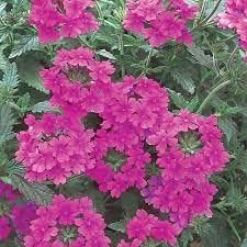 Pink Verbena Flower Seeds for Planting – Heirloom, Non-GMO, Organic