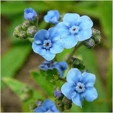 Blue Cynoglossum Flower Seeds for Planting NON GMO Seeds for planting in your garden.
