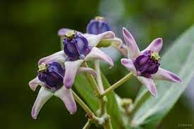 Organic Calotropis Flower Seeds for Planting – Heirloom, Non-GMO