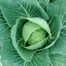 Cabbage Brassica oleracea seeds for garden planting