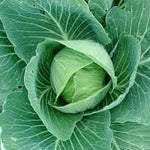 Cabbage Brassica oleracea seeds for garden planting