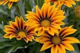 Giant Gazania Flower Seeds for Garden - NON GMO Seeds Dhara Seeds