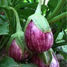 Eggplant vegetable seeds heirloom & Non-GMO Seeds