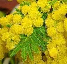 Mimosa Flower Seeds for Garden - NON GMO Seeds Dhara Seeds
