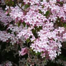 BeautyBush Flower Seeds for Planting – Organic, Heirloom, Non-GMO Flowering Shrub Seeds