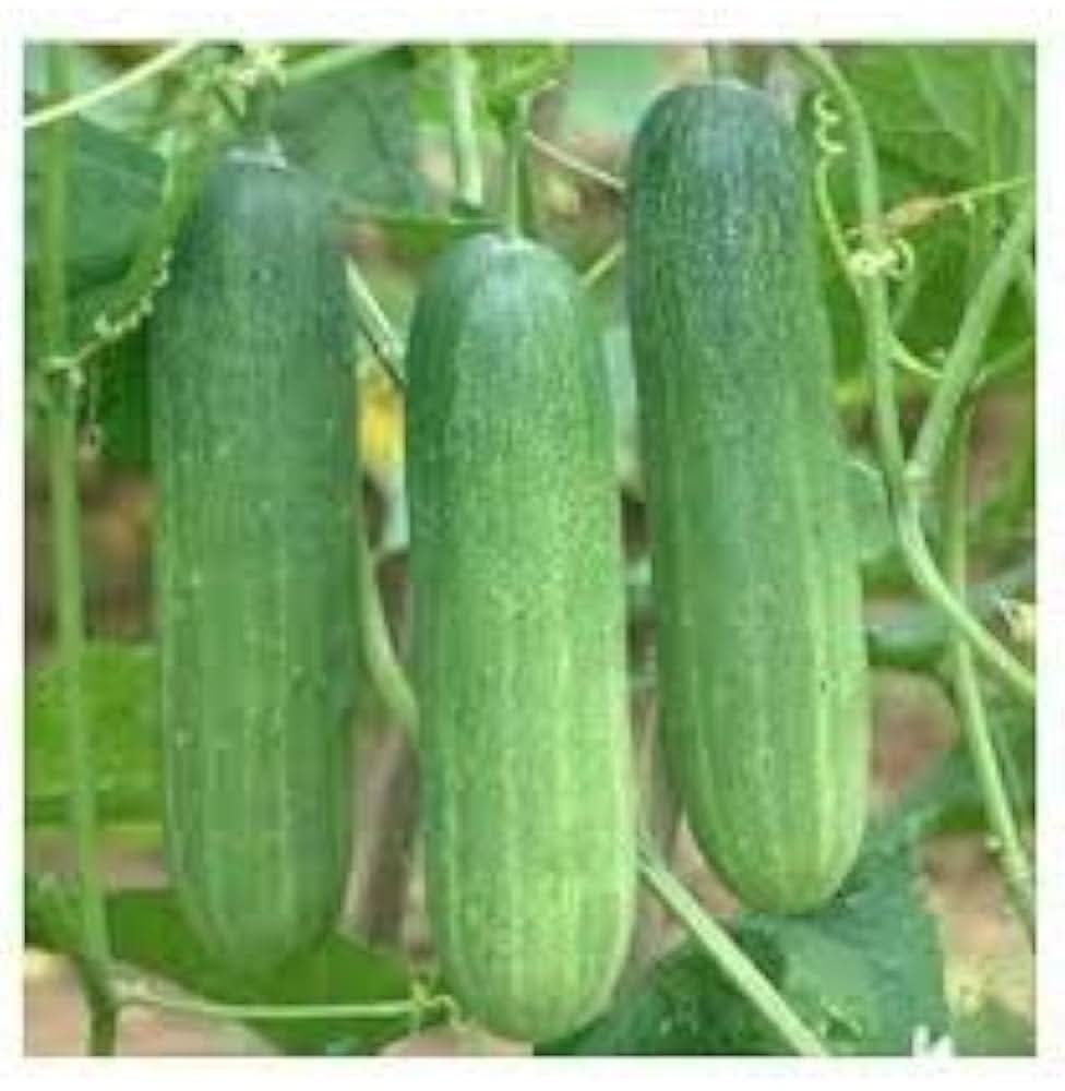 Cucumis Sativus Seeds Paris Beizen Cucumber Seeds for Planting in Raised Beds and Containers