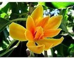Champa Flower Seeds for Planting - NON GMO Seeds Dhara Seeds