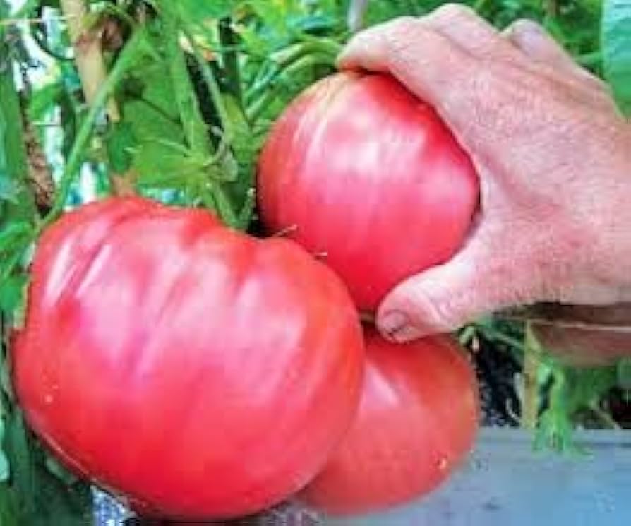 Brandywine red tomato seeds