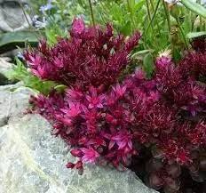 Sedum Spurium Flower Seeds for Planting - NON GMO Seeds Dhara Seeds