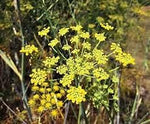 Wild Fennel Heirloom Non Gmo Image