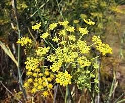 Wild Fennel Heirloom Non Gmo Image