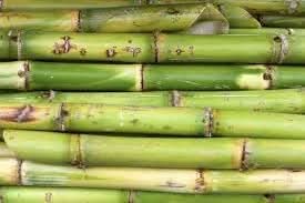 Sugarcane Fruit Seeds for Planting- Grow Sweet Sugarcane for Your Garden, Heirloom Seeds