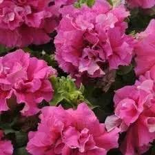 Pink Double Petunia Flower Seeds for Planting - Heirloom, NON-GMO Seeds - Vibrant Garden Blooms Dhara Seeds