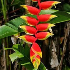 Heliconia Seeds for Planting – Organic, Heirloom, Non-GMO Exotic Flower Seeds seeds for planting in home garden