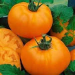 Giant Deep Orange Heirloom Tomato Solanum lycopersicum for planting in urban garden