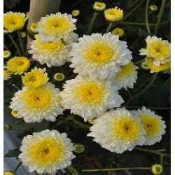 Chrysanthemum Flower Yellow White - Heirloom, Non - Gmo Seeds