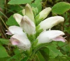 Chelone Glabra Flower Seeds – Heirloom Non-GMO Seeds for Moist and Shade Garden Planting - Glabra for planting in home garden