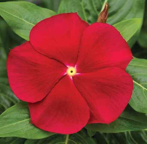 Red Vinca Flower - Heirloom, Non - Gmo Seeds