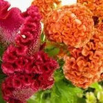 Celosia Flower Planting Seeds for Garden NON GMO Seeds Dhara Seeds