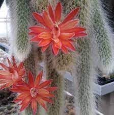Organic Hildewintera Colademononis Flower Seeds for Planting – Heirloom, Non-GMO for planting in your garden.