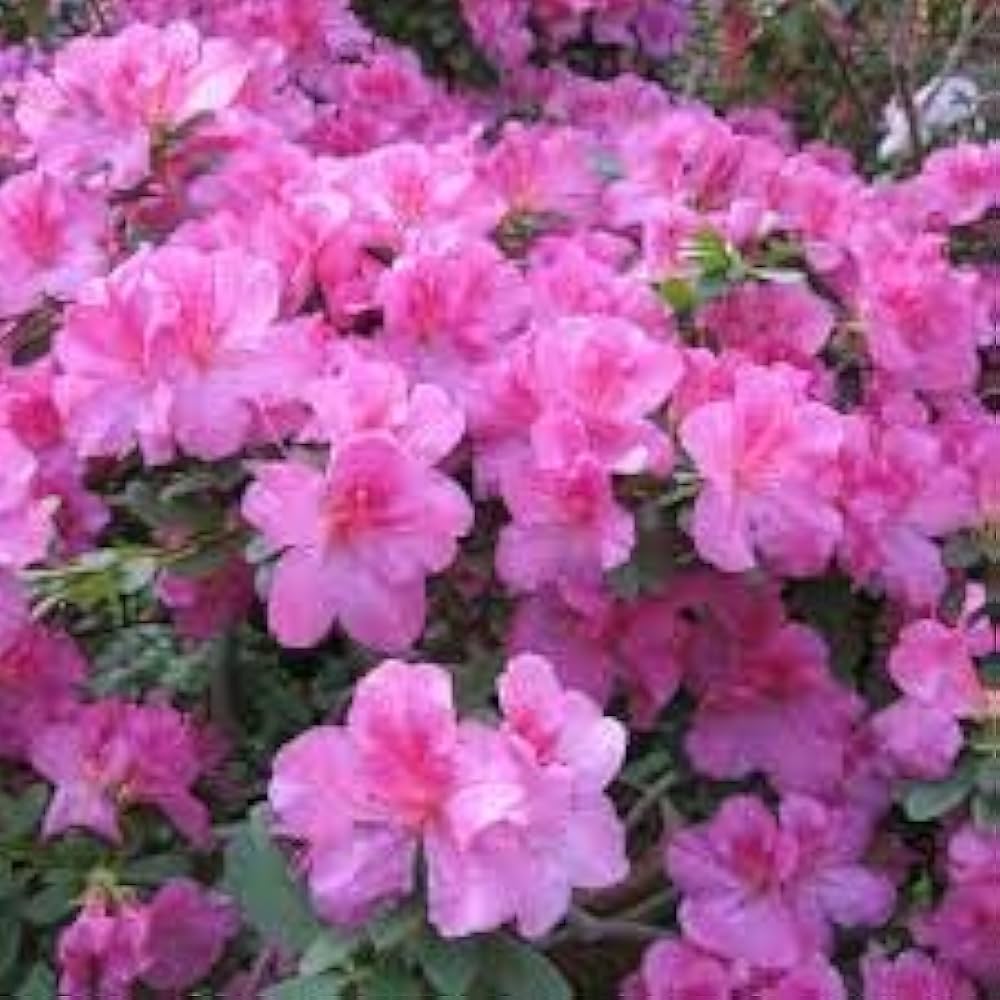 Azalea Rhododendron Species Mixed Flower Seeds for Planting – 22 Types Bonsai Blend for Balcony and Decorative Gardens