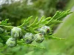 Pendula Chamaecyparis Nootkatensis Seeds for Planting-NON GMO Seeds for planting in home garden