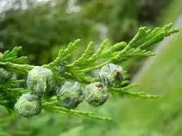 Pendula Chamaecyparis Nootkatensis Seeds for Planting-NON GMO Seeds for planting in home garden
