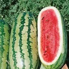 Rattlesnake watermelon Citrullus lanatus seeds for heirloom garden