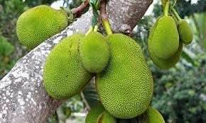 Green Jackfruit Seeds for Planting – Sweet and Nutritious Jackfruit for Tropical Gardens, GMO Free
