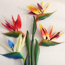 Mixed Strelitzia Flower Seeds for Planting, 100 pcs for planting in your garden.